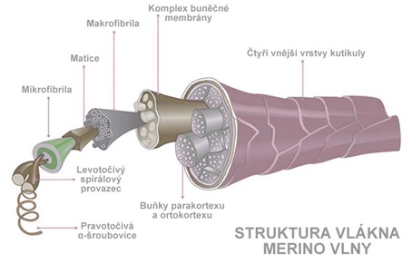 Detailní struktura vlákna merino vlny