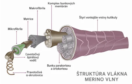 Detailní struktura vlákna merino vlny